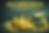 IMG_2179.PNG