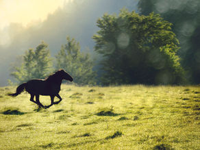 So What do I Actually do as a Counsellor – One Example