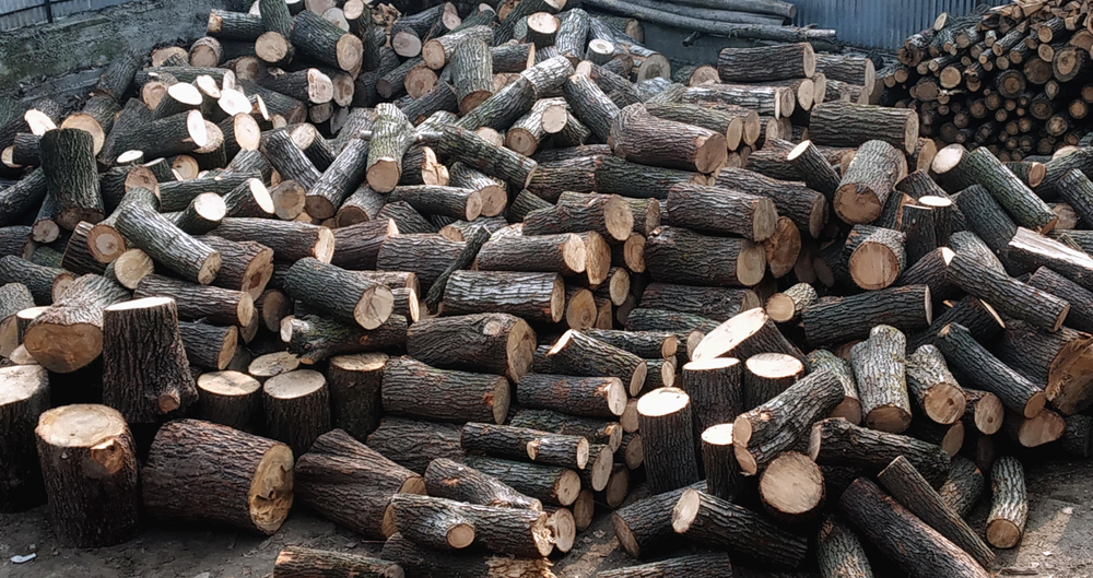 2. Log sections of Kashmir willow.