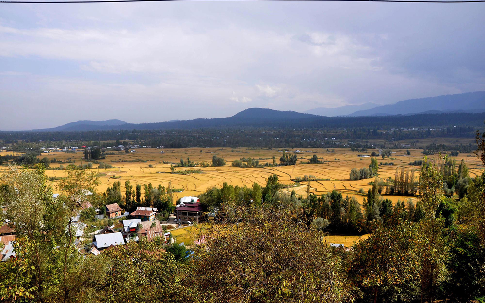 A view of Terraced rice fields ready for harvesting near LOC Teethwal North Kashmir