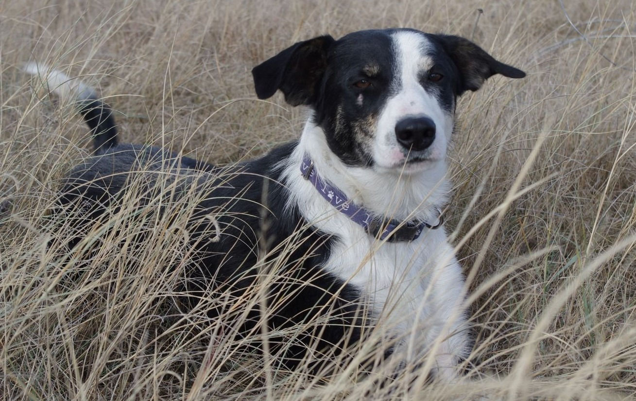 Black and white border collie.