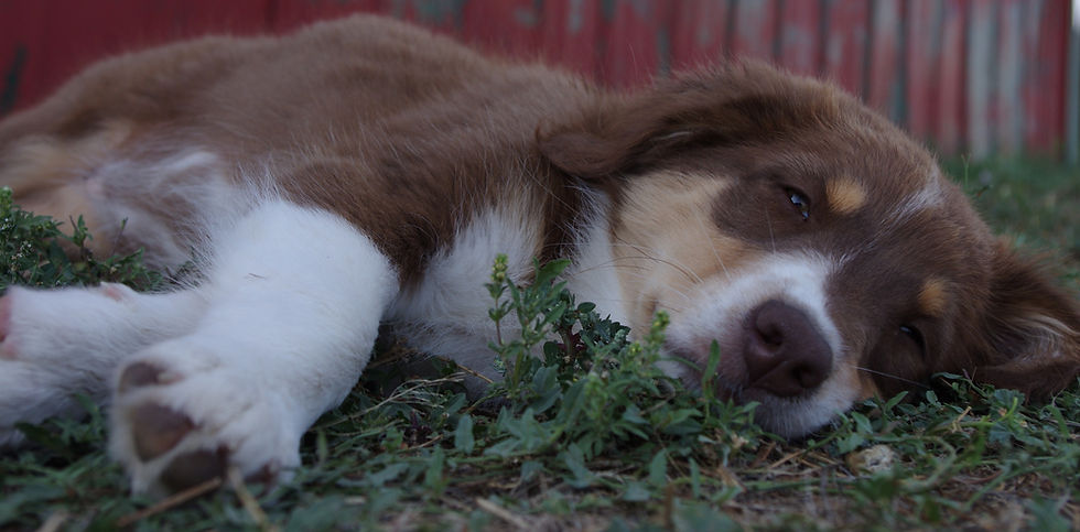 Brown and white border collie puppy.