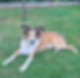 doggo_edited.jpg