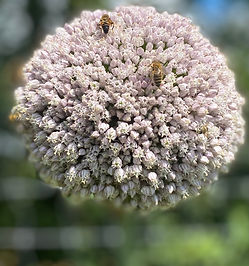 zweefvliegen op prei