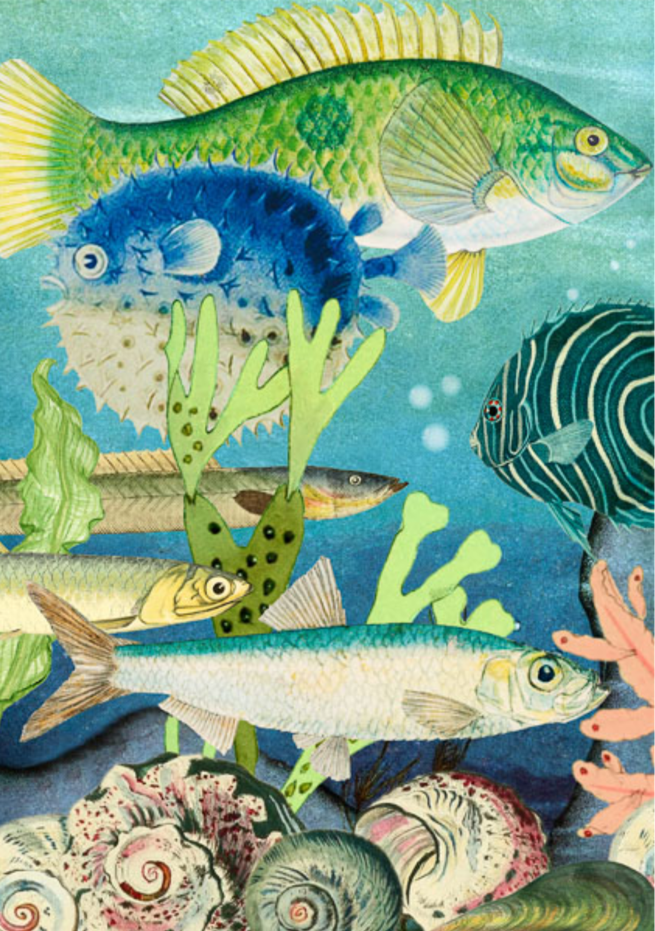 High Quality FSC certified blank card Fish by Madame Treacle