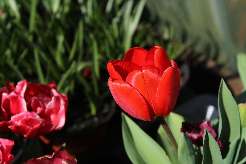 Tulips