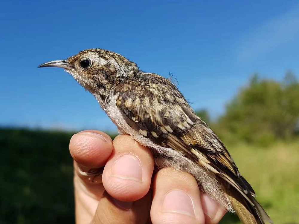 Close up of a small bird perched on a hand