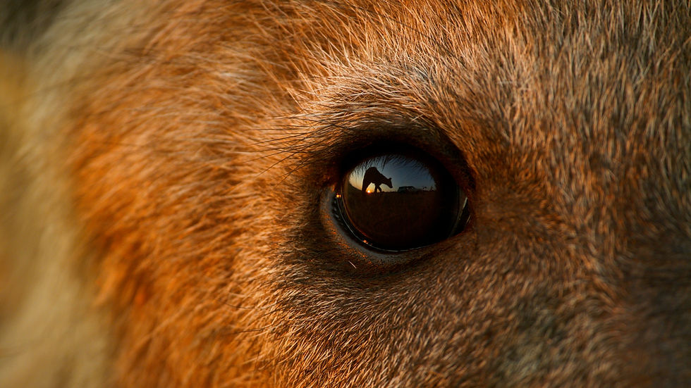 Hyena Eye