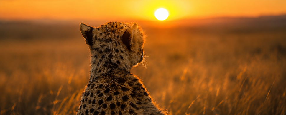 Cheetah Commercial Shoot