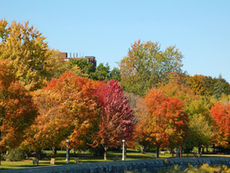 Red, Orange, and Green trees surround a pond in a park