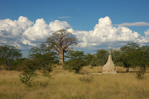 The Makgadikgadi Pans