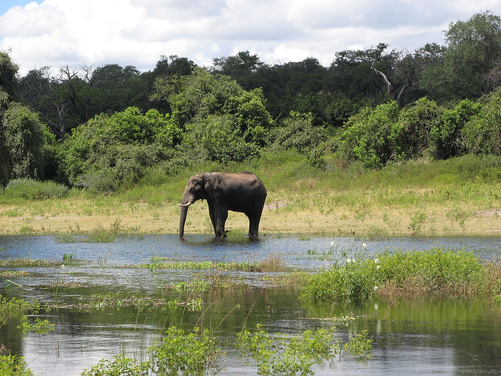 Chobe National Park