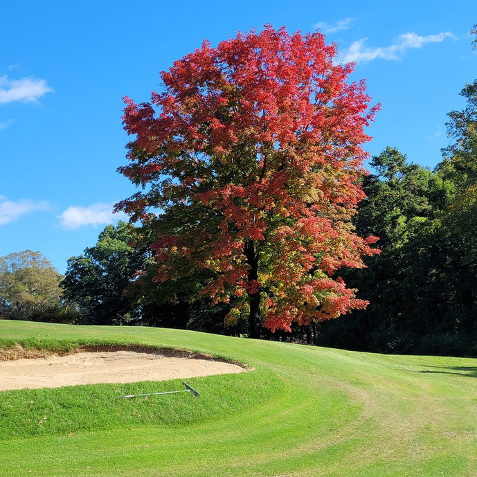 fall tree 2021.jpg