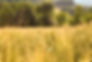 MOULIN_003.jpg