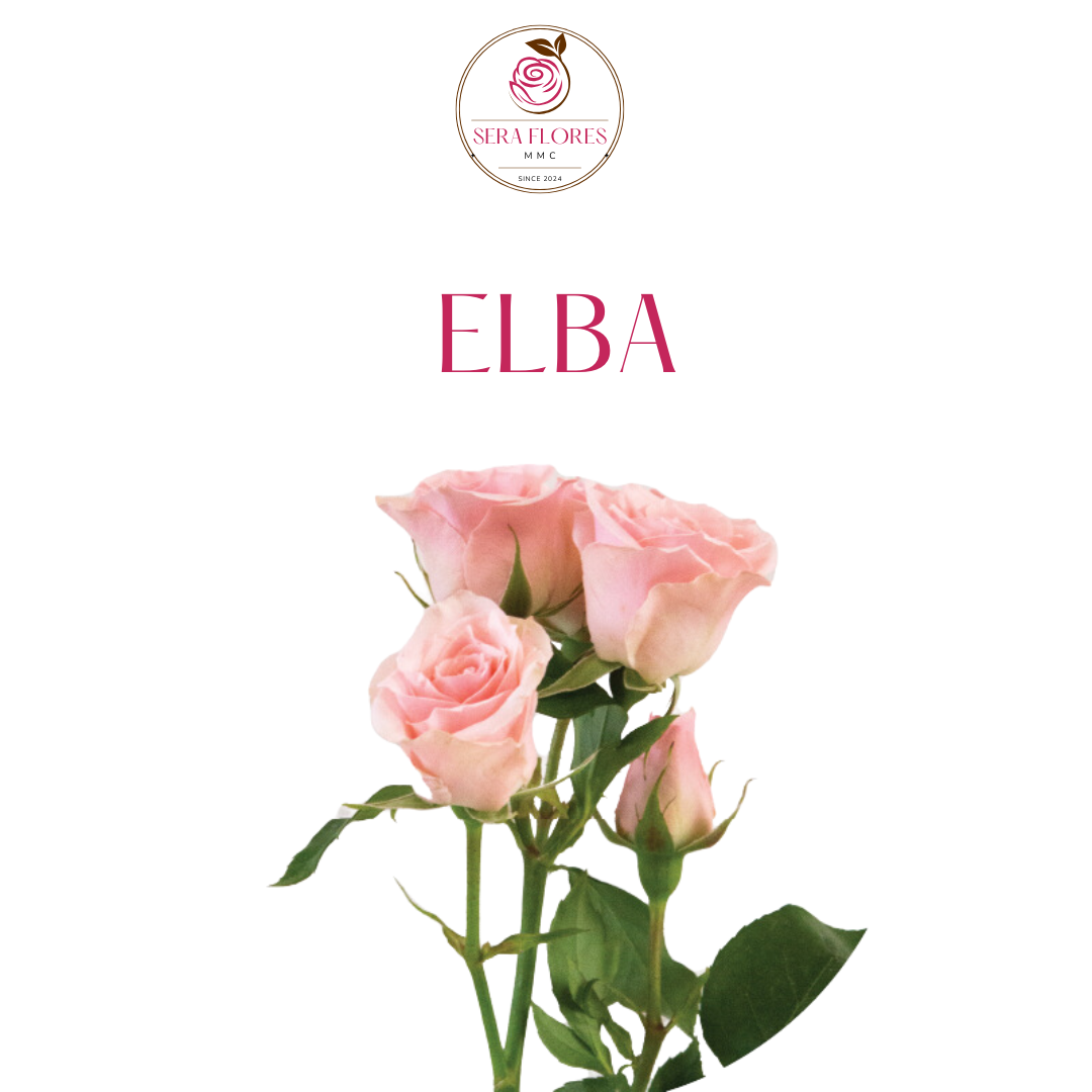 Elba - Spray Roses