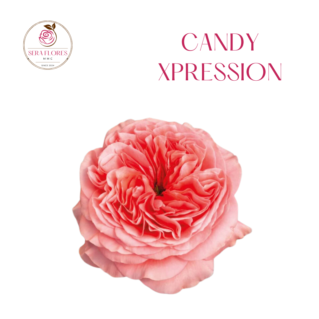 Candy Xpression - Roses