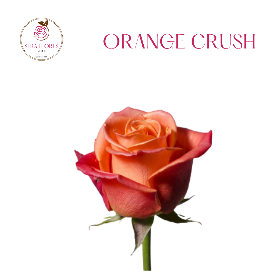 Orange Crush - Roses