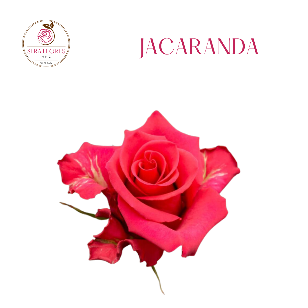 Jacaranda -  Roses