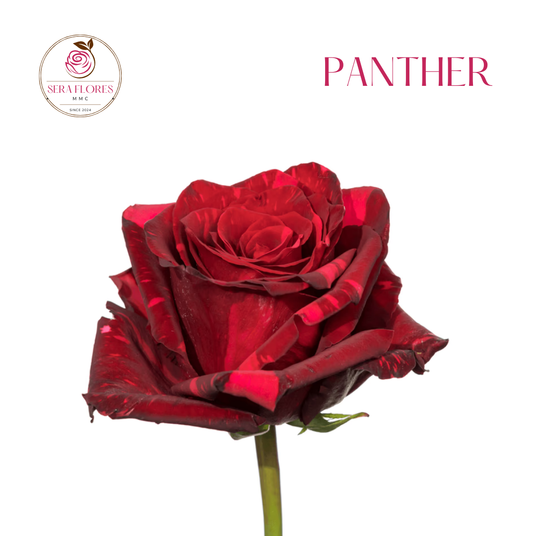 Panther - Red Roses