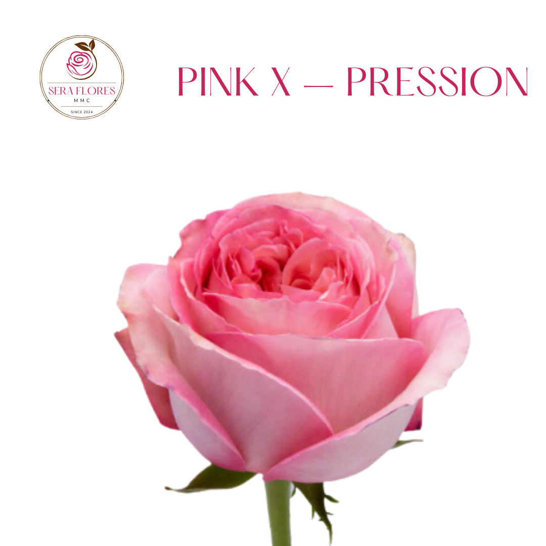 Pink X - Pression - Roses