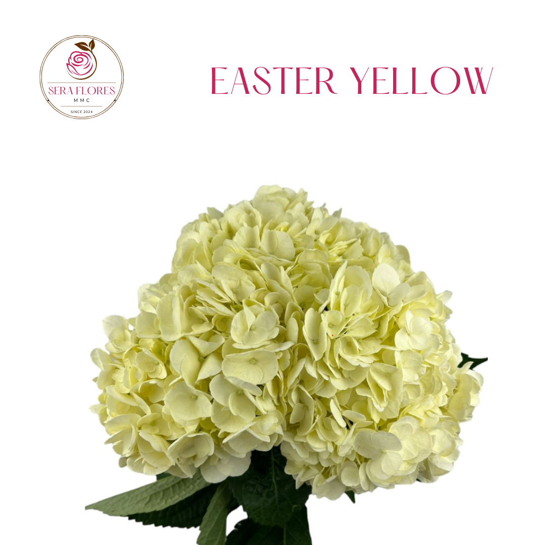 EASTER YELLOW