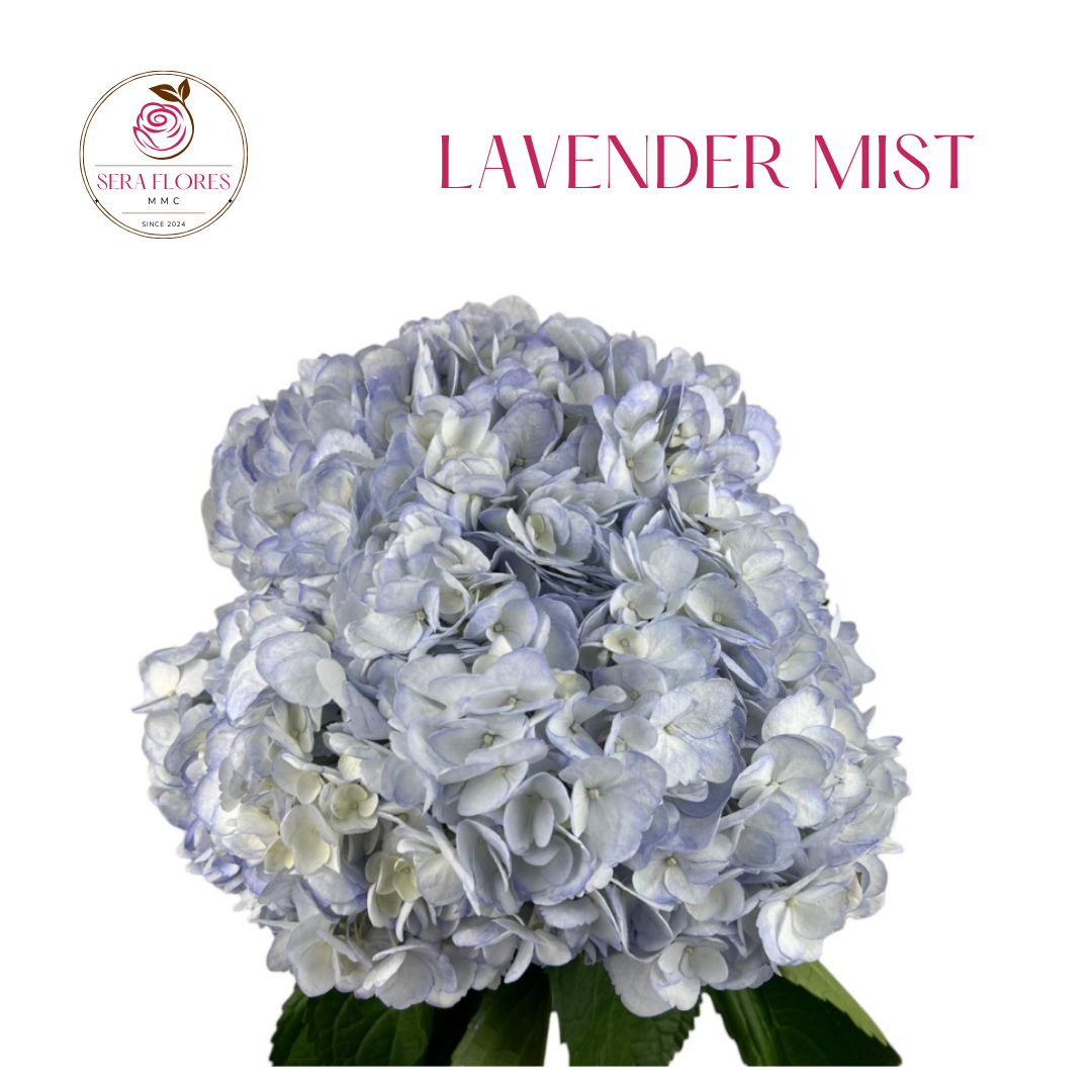 LAVENDER MIST