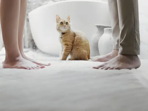 Couple's feet with cat symbolizing high net worth divorce complexities - Absolute Wealth Advisers Sydney