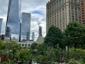 Compost in Battery Park City and remembering 9/11