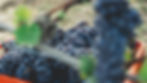andrea-cairone-bOBHs5ydA0M-unsplash_grain_Web.jpg