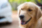 Photo of Golden Retriever