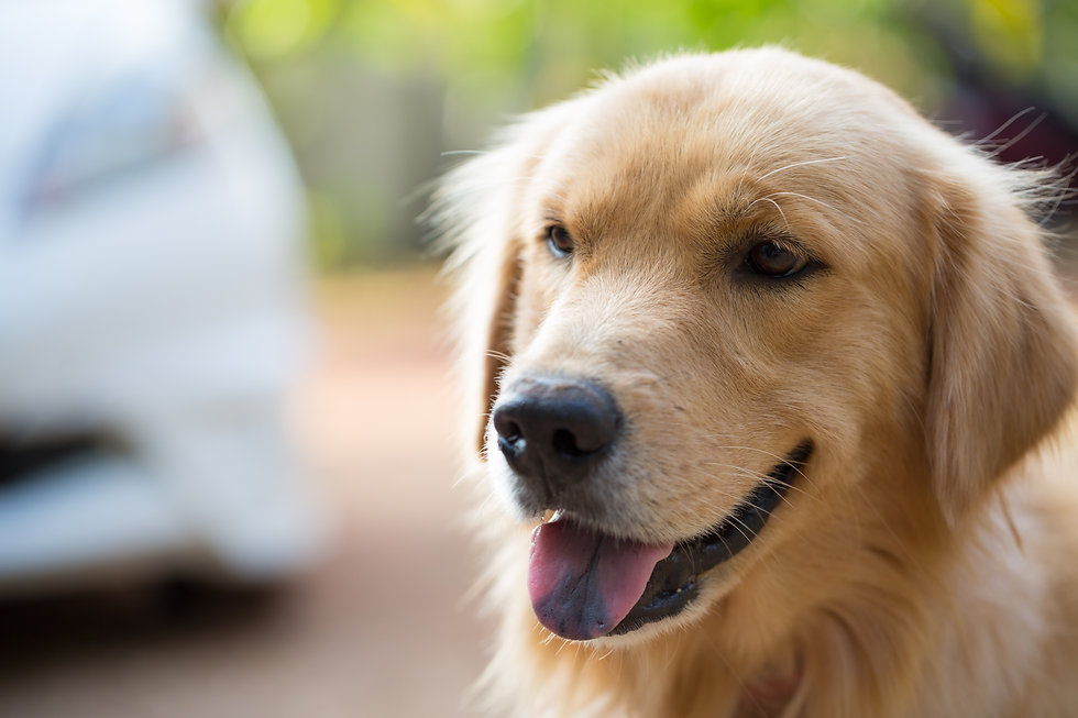 Photo of Golden Retriever