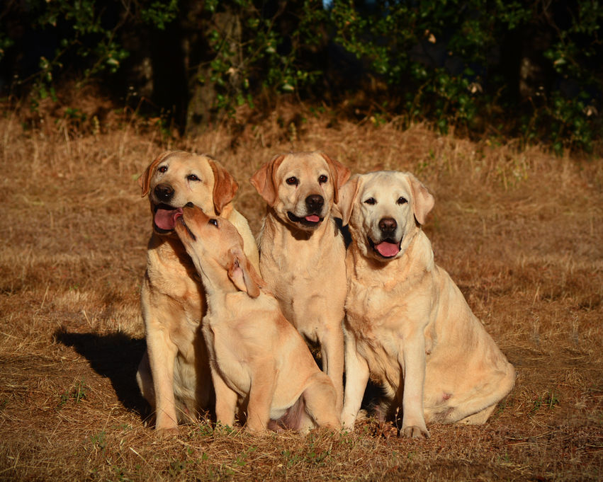 Rainy, GG, Cherie, Lietti 4 Gen Photo.jpg