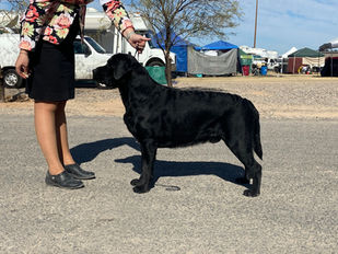 Black Labrador older puppy