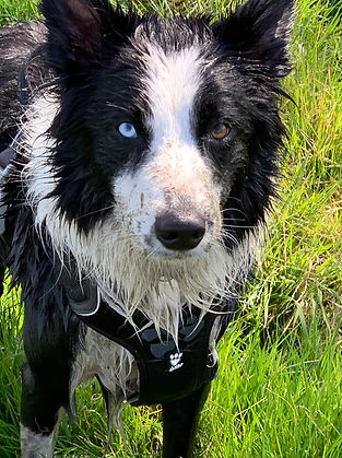 Zac from Collie Capers