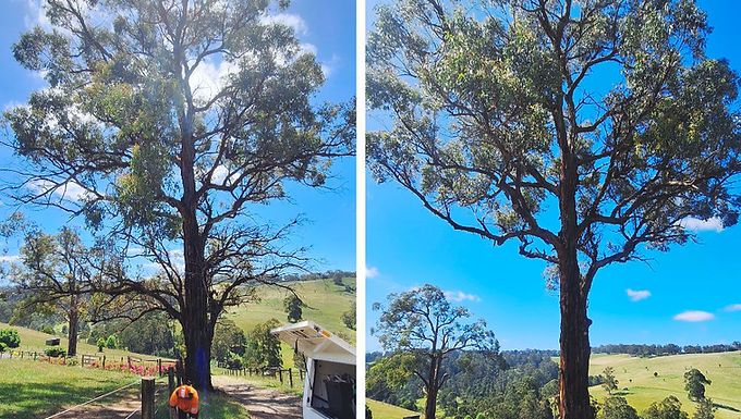 Tree Pruning & Maintenance