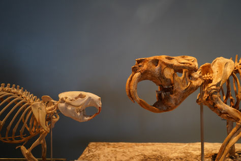 Minnesota's New State Fossil Builds Community