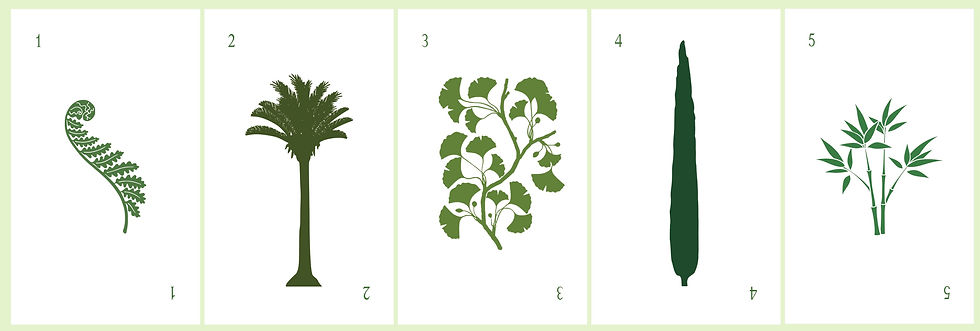 Fern (Pteridophyta), Cycad (Cycadophyta), Gingko (Ginkgophyta) Cypress (Pinophyta), & Bamboo (Anthophyta).