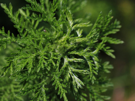 Artemisia vulgaris brasileira. você conhece esse óleo essencial?