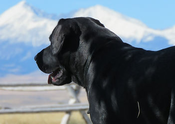 Lady checking out the Crazy Mountains