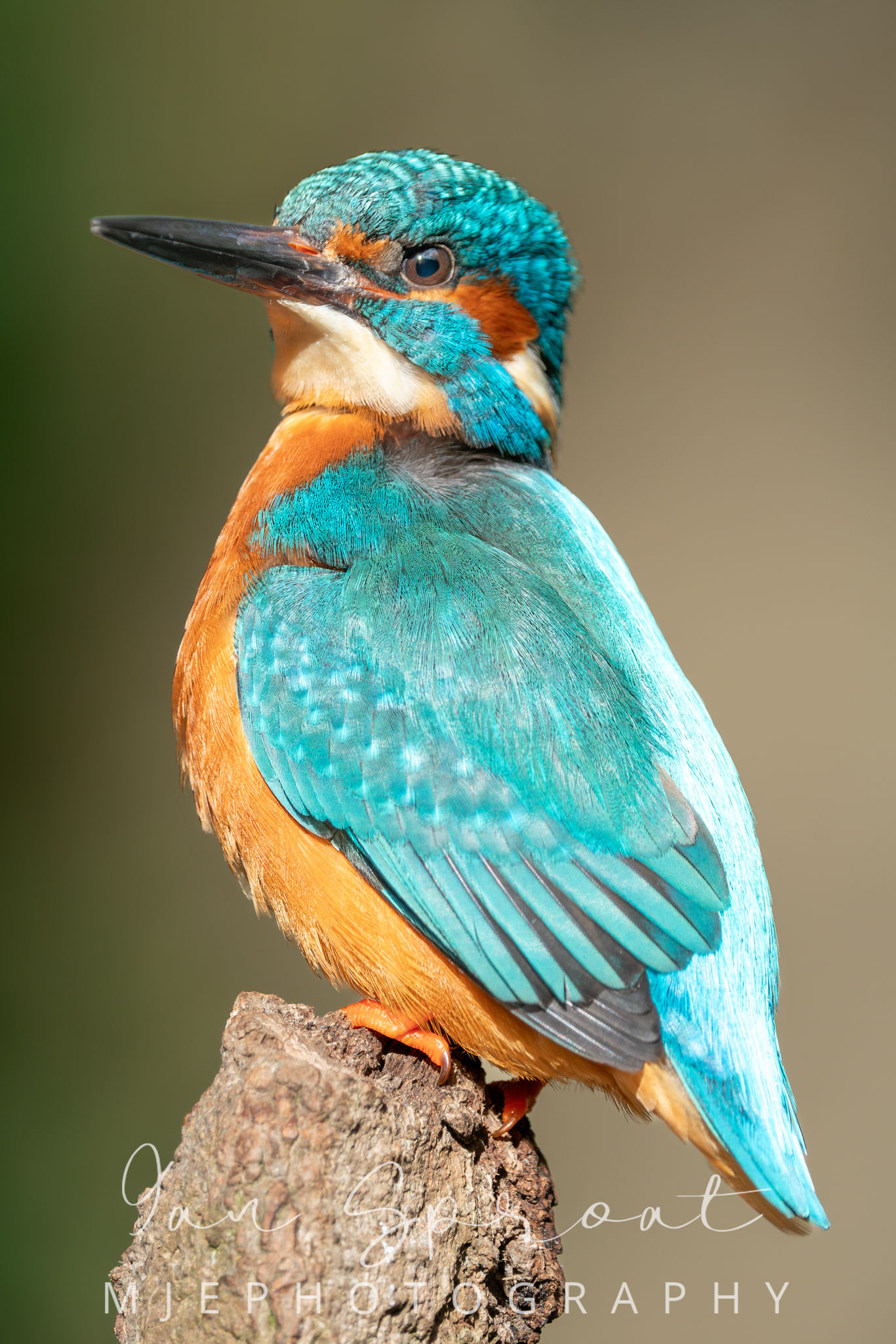 Kingfisher on a perch