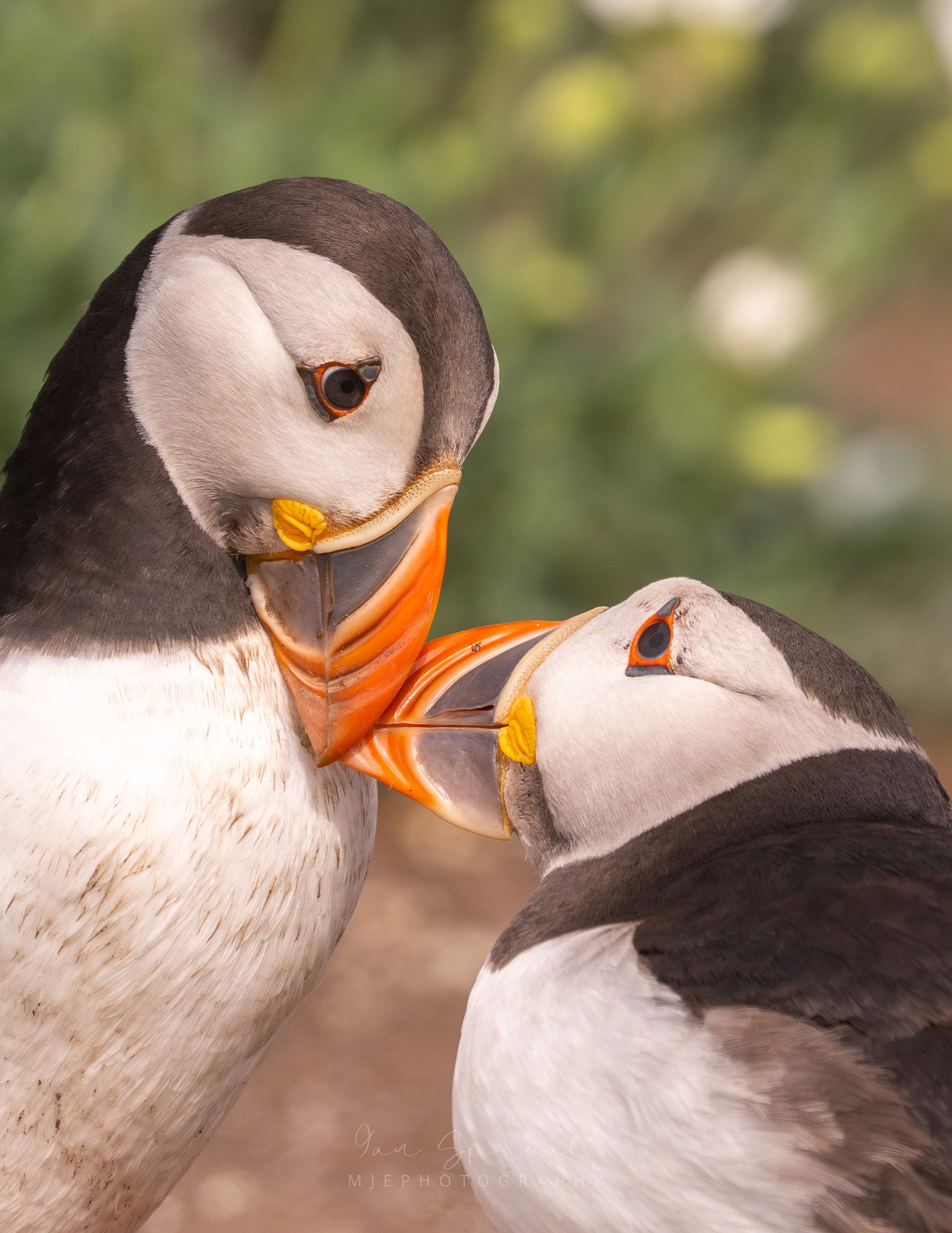 Love is in the air - puffins on the farne islands print