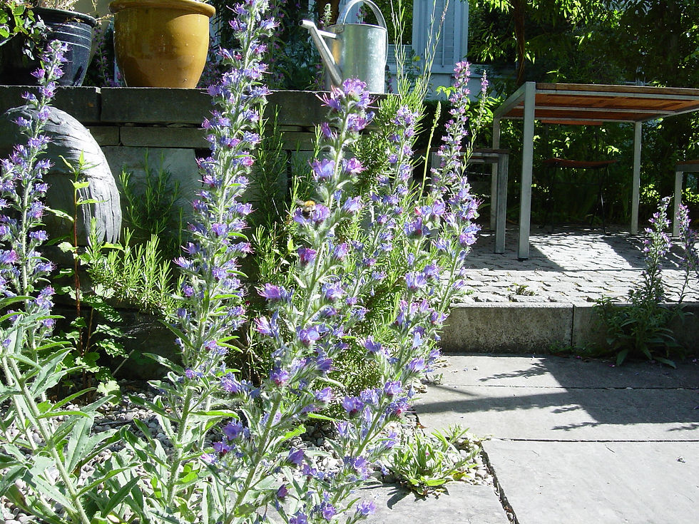 Naturgarten Bepflanzung