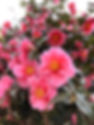 !IMG_4926.jpeg