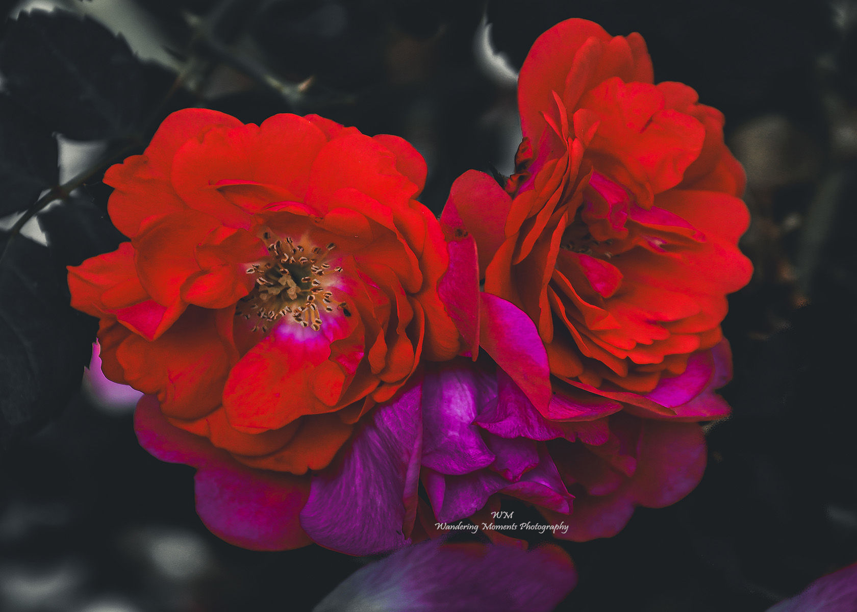 Red Rose Reflection Print 8 x 10