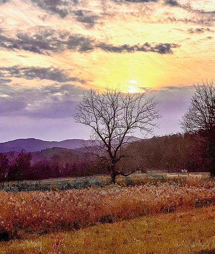 Field with tree and sun peaking out at the top of the tree