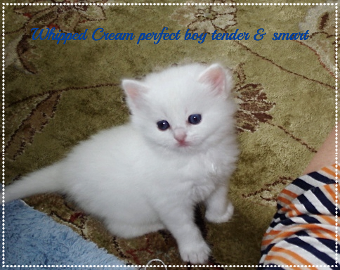White Ragdolls of AmourToujours