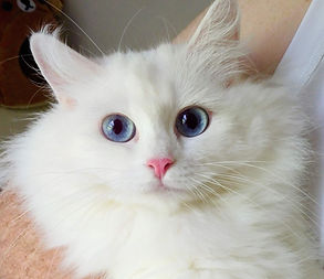 AmourToujoursRagdolls .jpeg