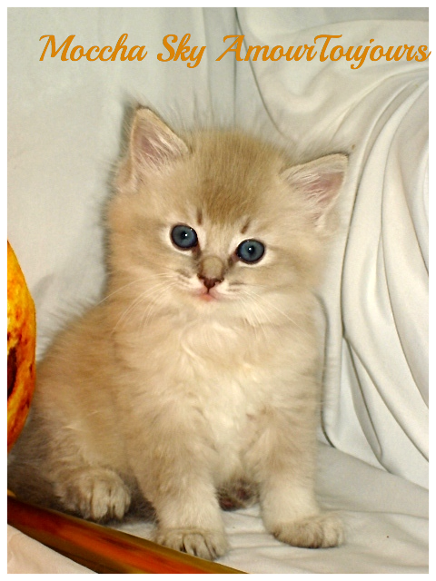 AmourToujours TICA Ragdolls