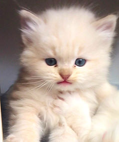 Cinnamon Mink Lynx of AmourToujoursRagdolls_edited.jpg