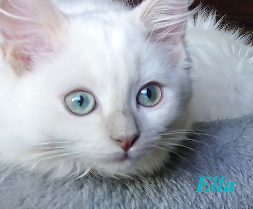 Lilac Mink AmourToujours Ragdolls.jpg